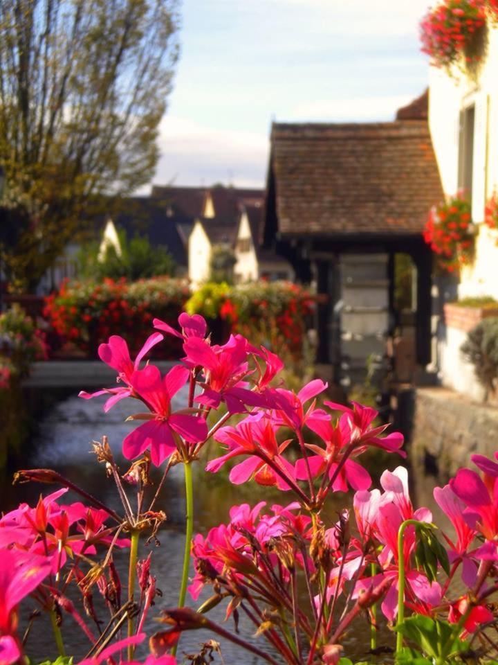 Gite "Le Piemont Des Vosges " Stotzheim Exterior foto